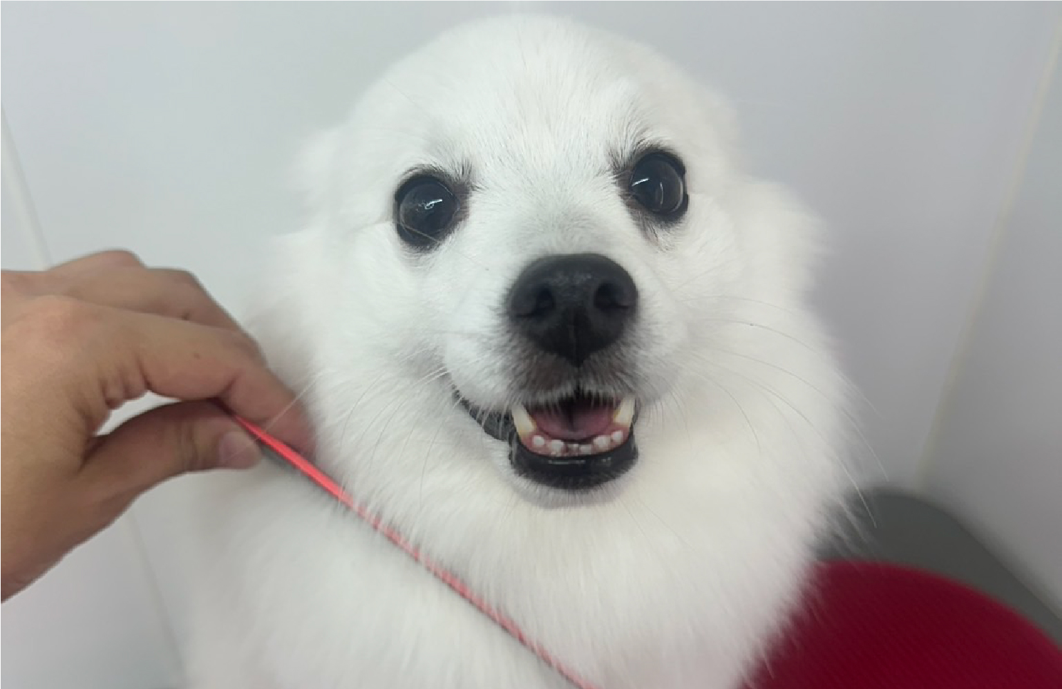 トリミング後の白い犬